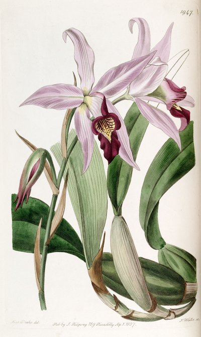 Laelia anceps da Miss Drake